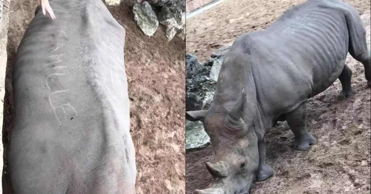 The 35-year-old rhino called Noelle had the names Julien and Camille etched into her skin