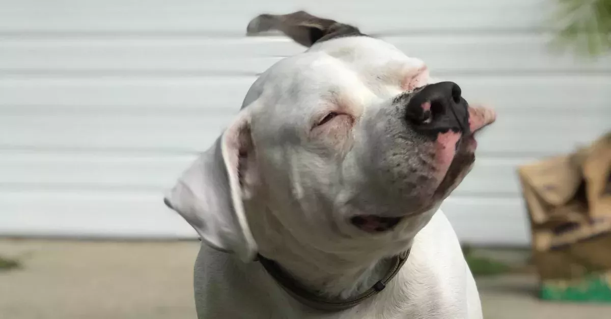 After Pit Bulls Were Banned From The State Of Michigan, He Had To Fight To Keep His Dog