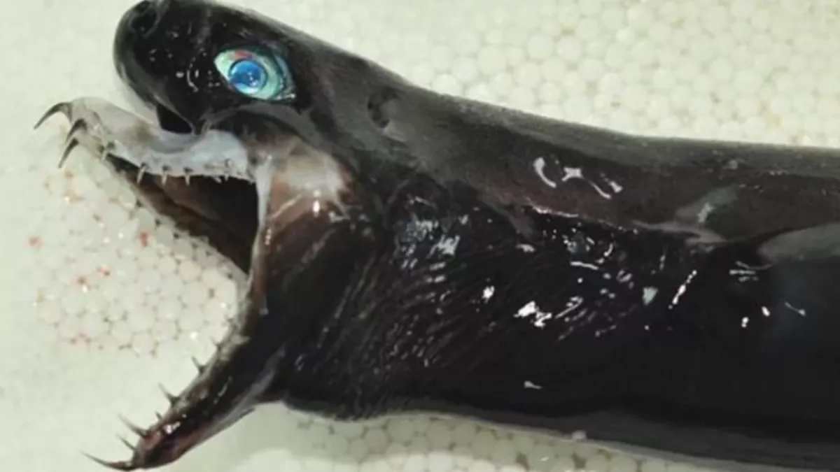 This Alien-Like Species of Shark Has Left Taiwanese Researchers Baffled