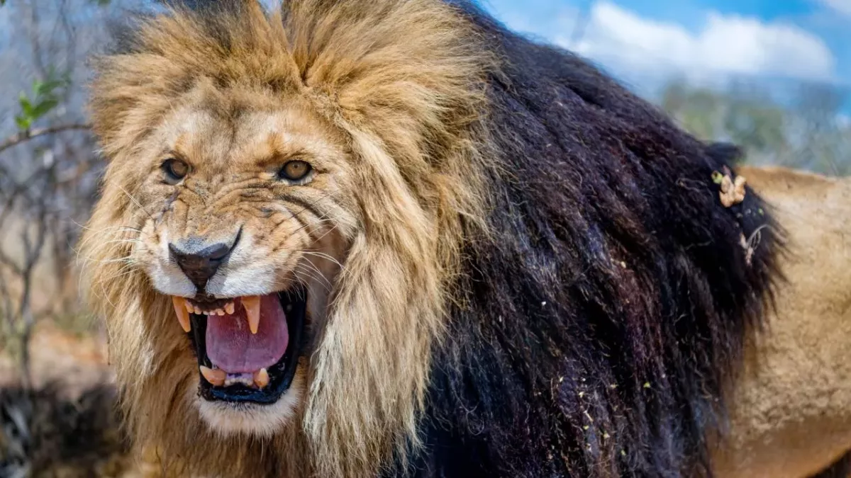 Angry lion