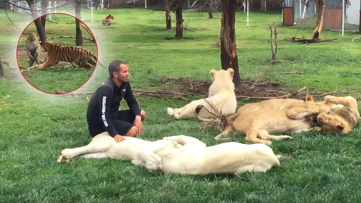 Animals