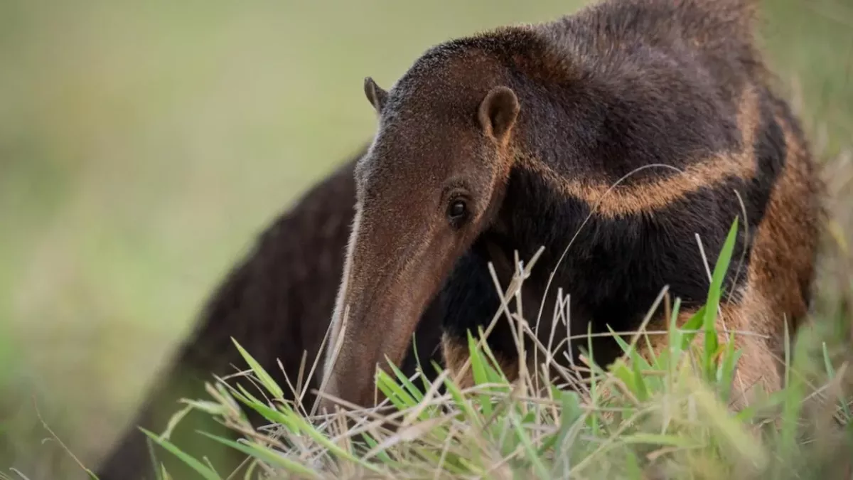 Anteater