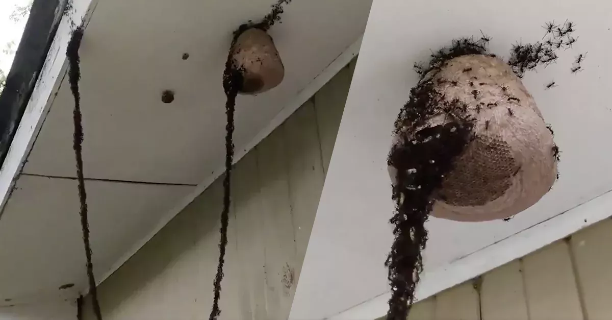 ants