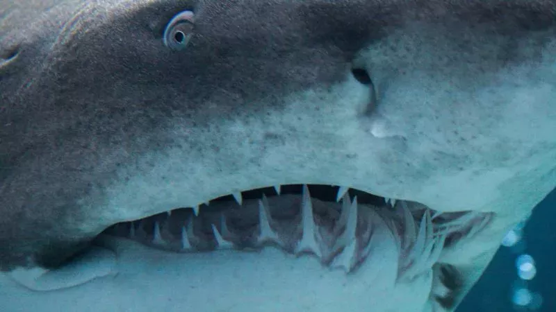 Archaeologists In The United States Have Discovered The Head Of A Monster, 330-Million-Year-Old Shark