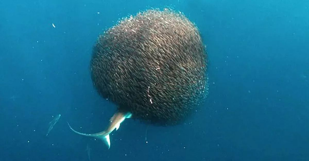 Ball