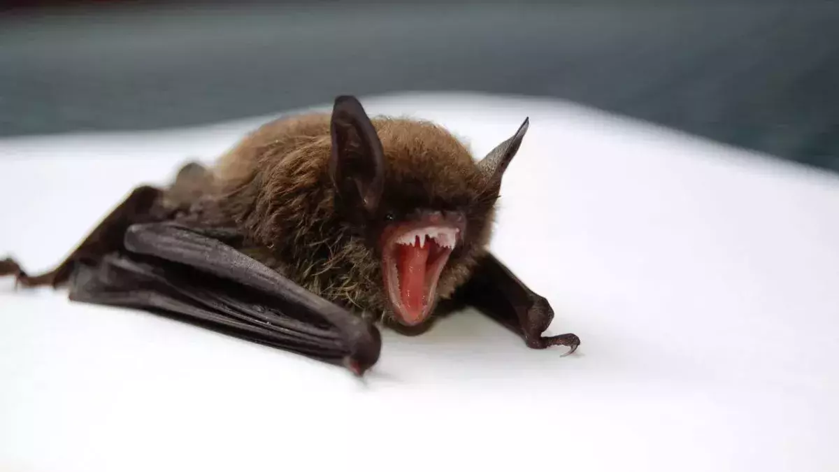 Bats have been the main targets of inquiry