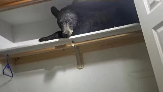 bear