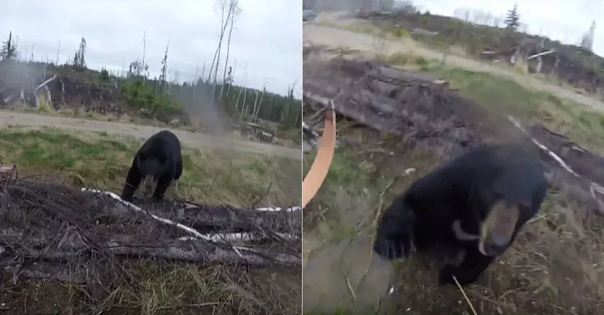 Bear