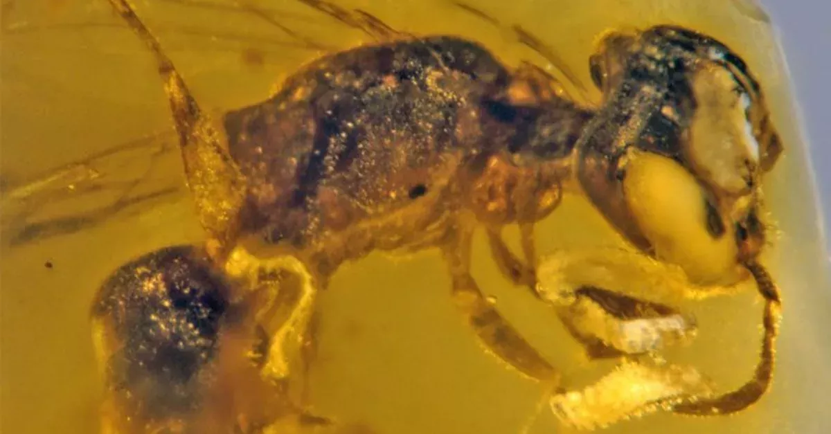 Bee frozen in amber