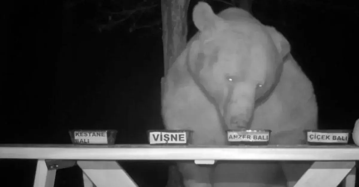 BeeKeeper Bear Honey