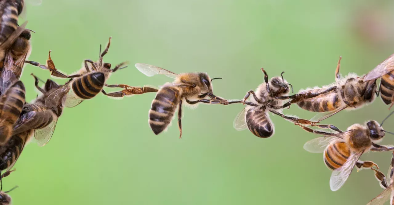 Bees show incredible teamwork in an effort to reclaim their honey