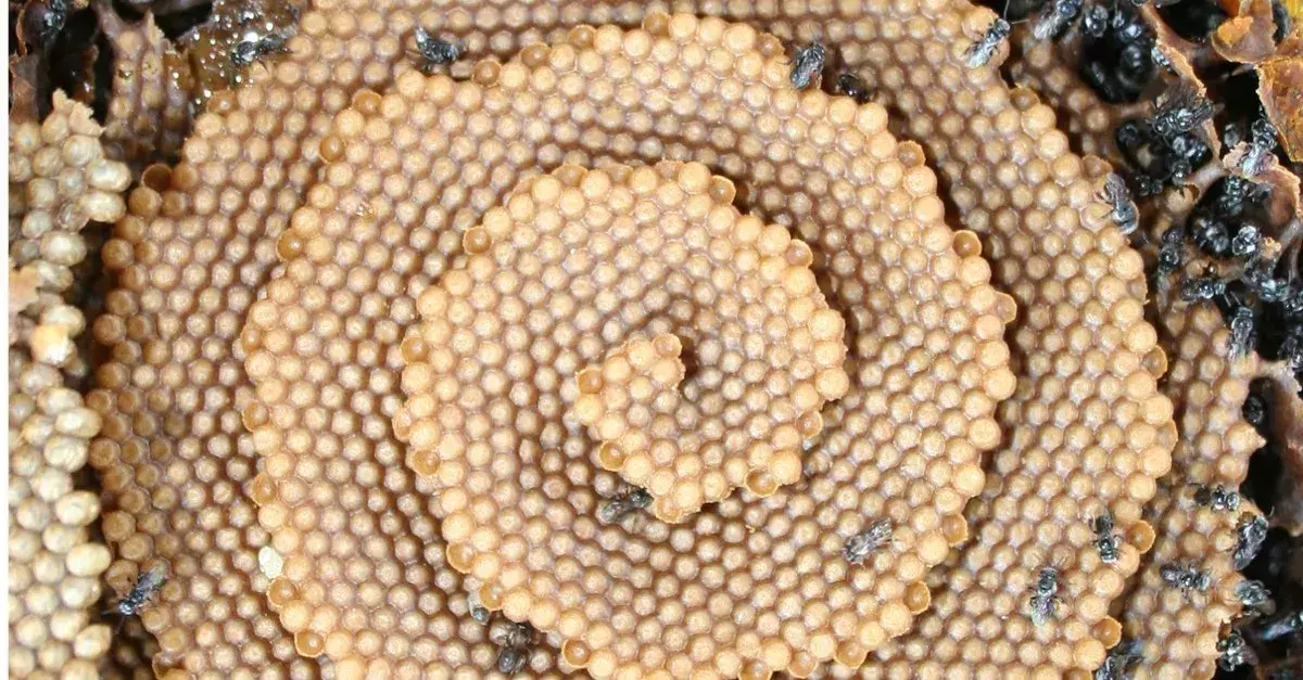 Bees