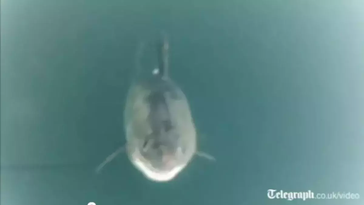 Big shark