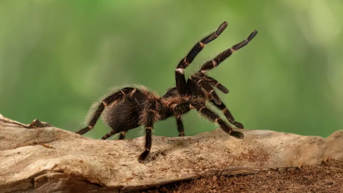 The Biggest Spider in the World Surprises Scientist in the Middle of the Forest