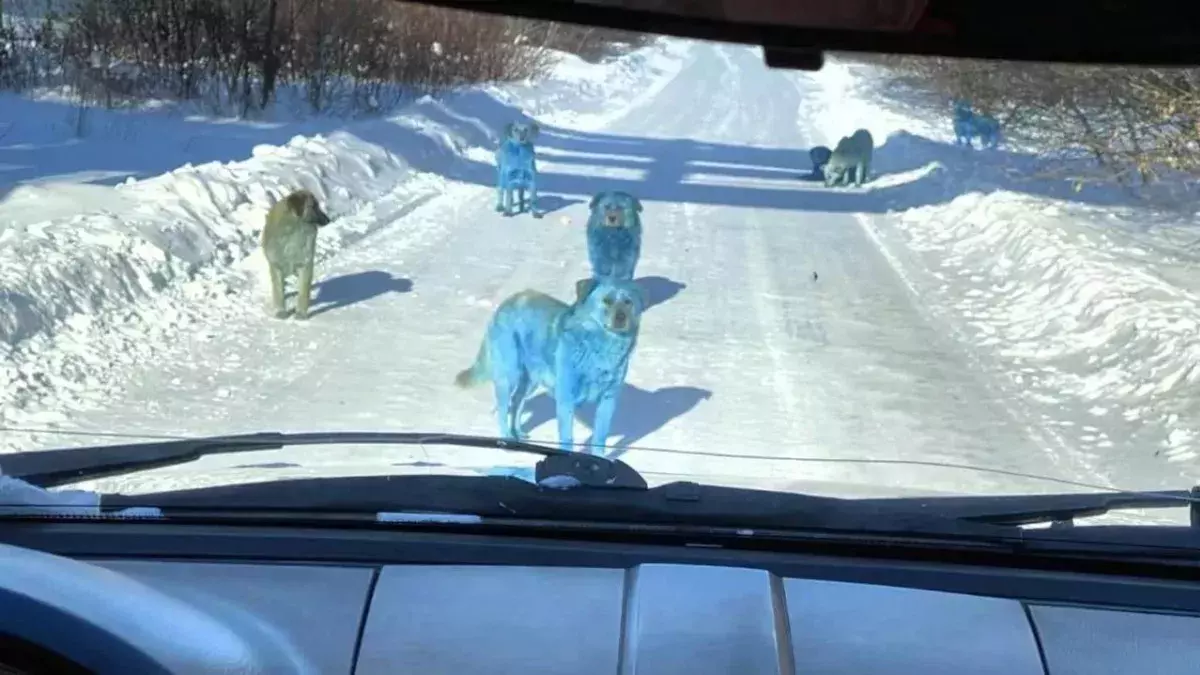 Blue Dogs