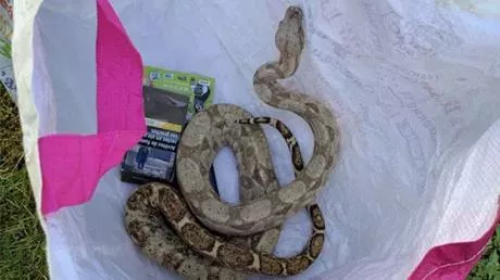Boa Constrictor