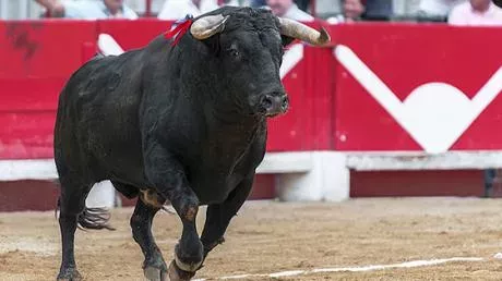 Bullfighting