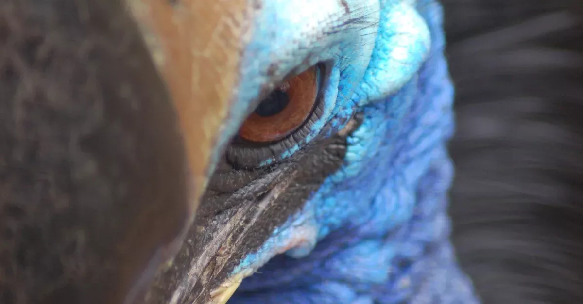 Cassowary