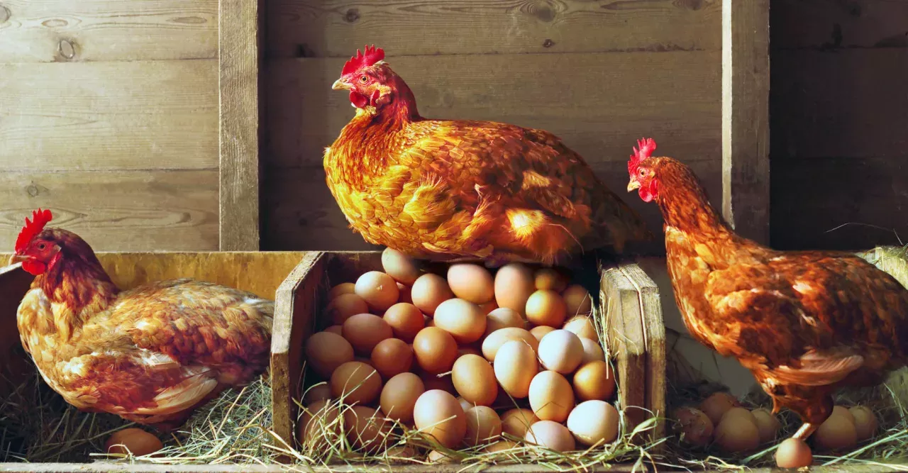 Chicken and Egg
