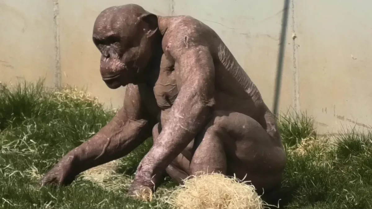 Chimpanzee Alopecia