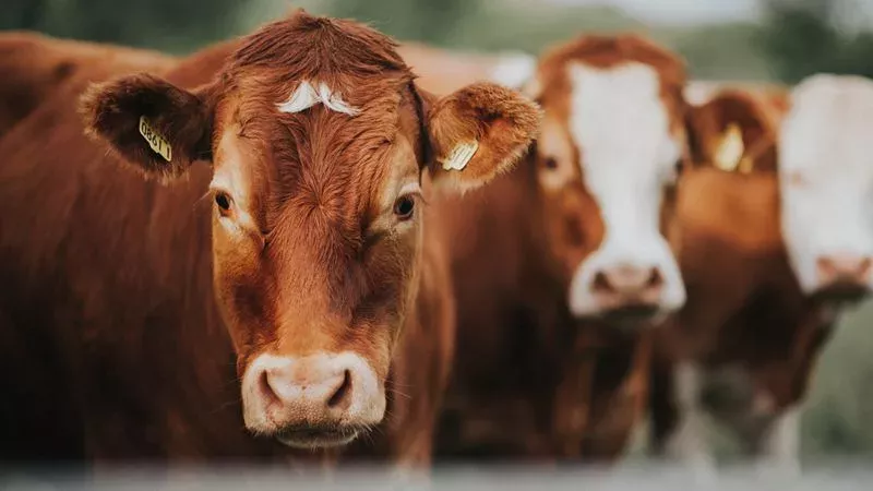 Cow