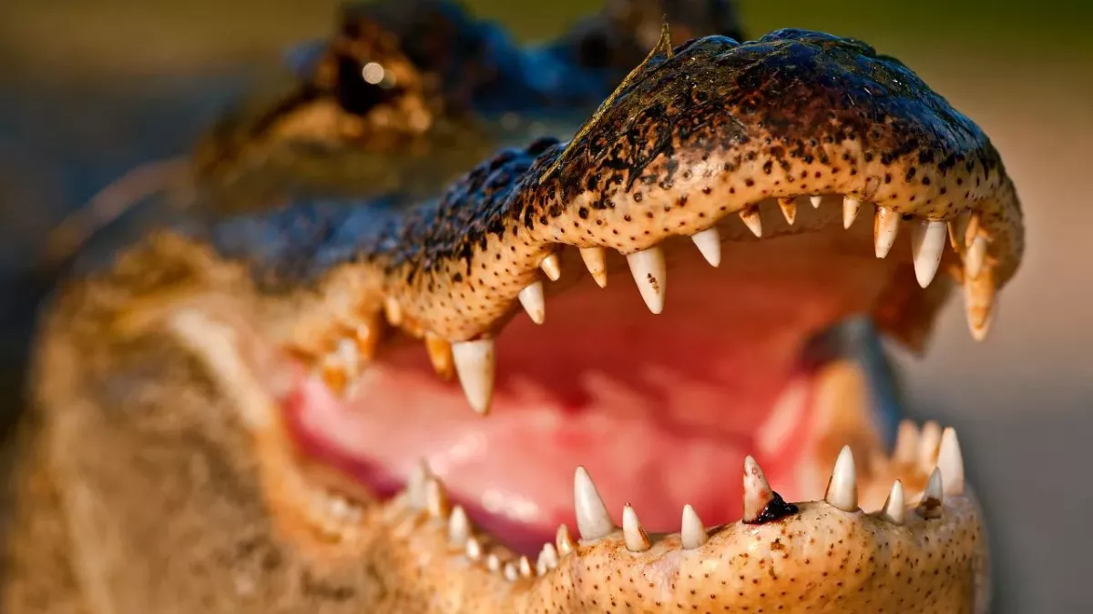 Crocodile with its maw open