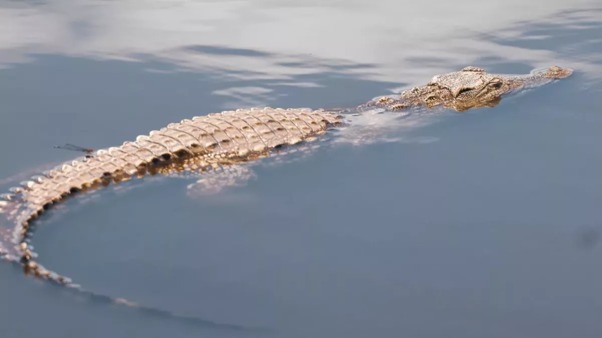 Crocodile