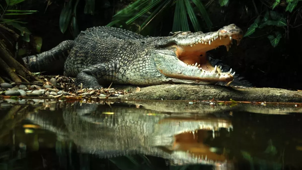 Crocodile