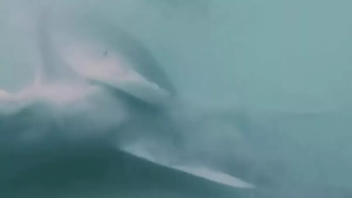 Default image