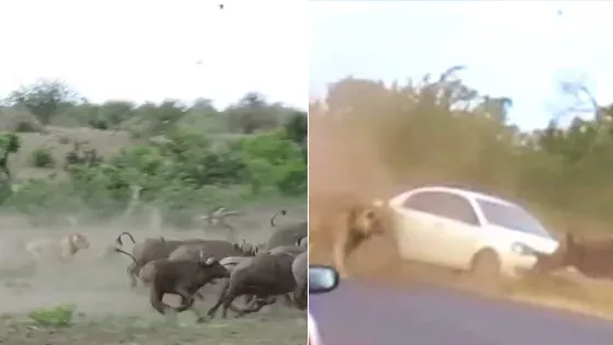 Default image