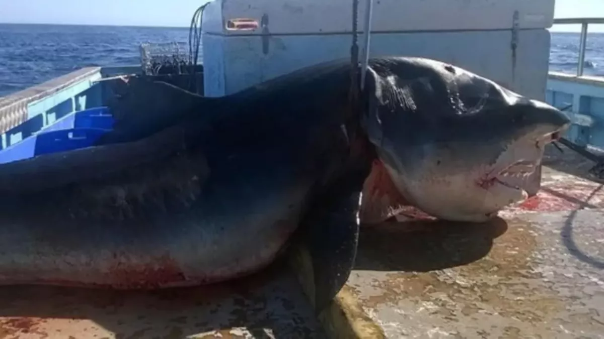 Default image