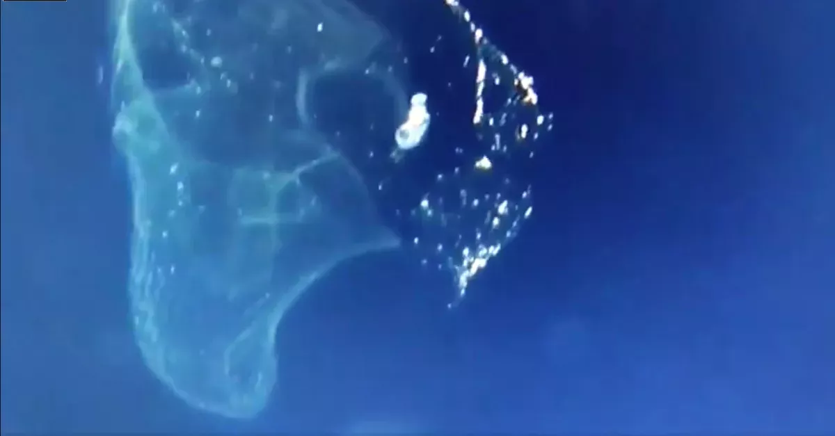 Divers Managed To Film An Animal So Tiny That It Is Almost Impossible To See In The Pacific Ocean