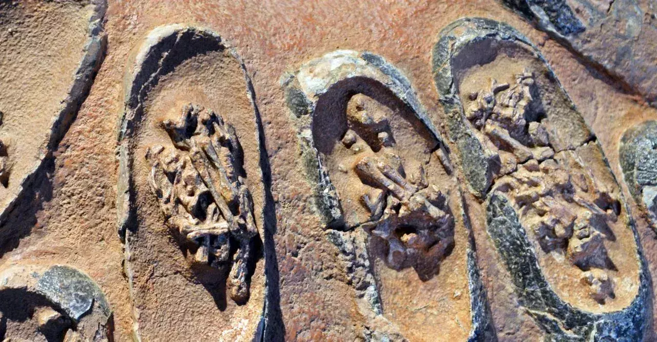 DNA found in 75-million-year-old dinosaur fossil shows that organic material can survive for a long time