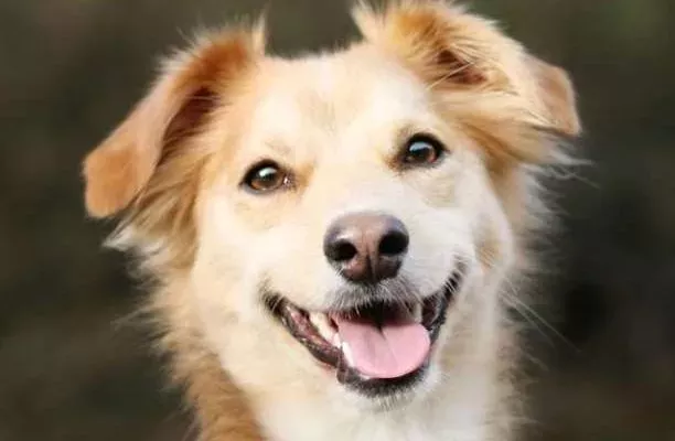 dog disease