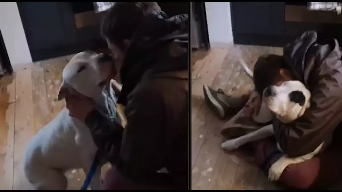dog