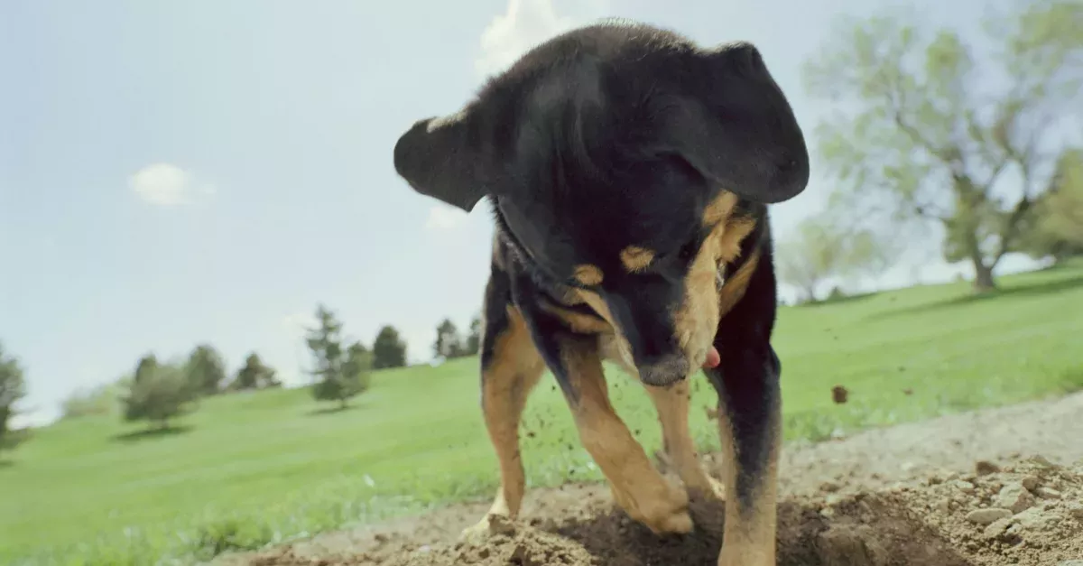Dog