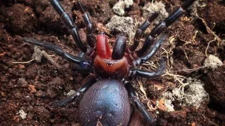 Dracula spider