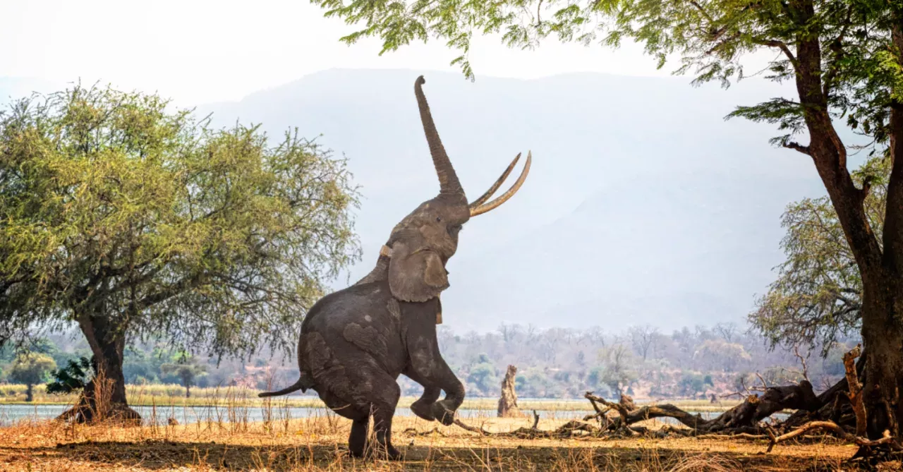 elephant