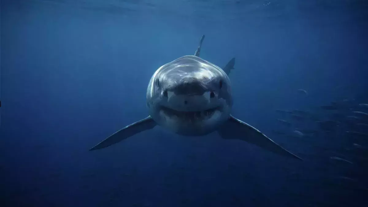 Family in shock after shark attack on 9-year-old son in Miami