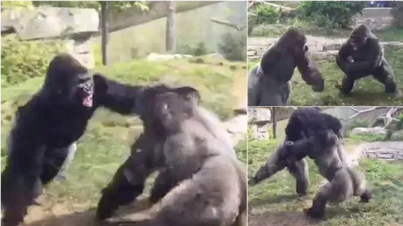 This ferocious yet incredible fight between two gorillas in a zoo will give you a new appreciation for these powerful creatures 