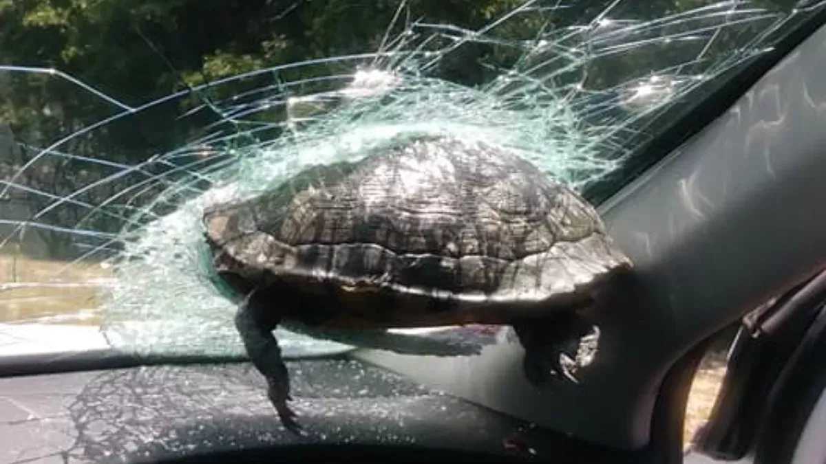 Flying turtle