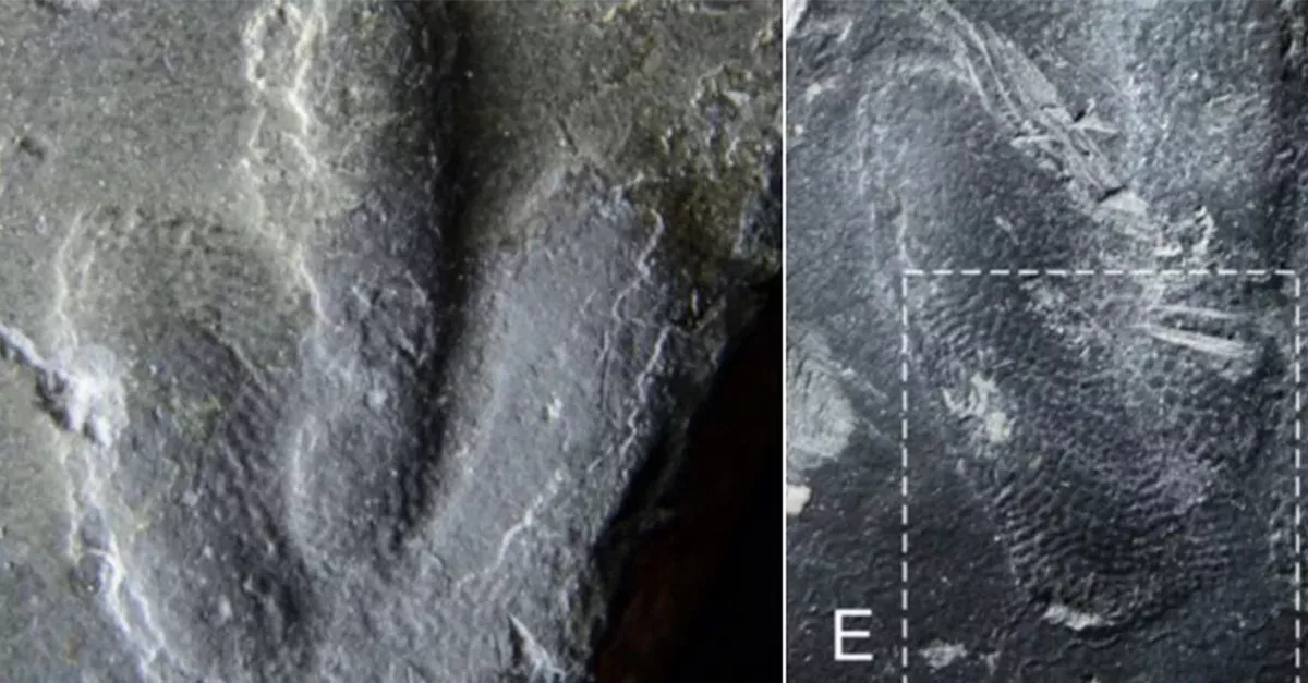 Footprint
