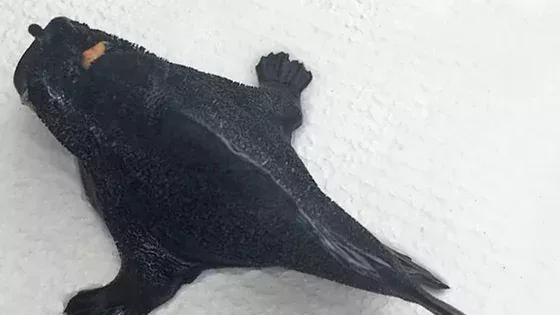 Frogfish