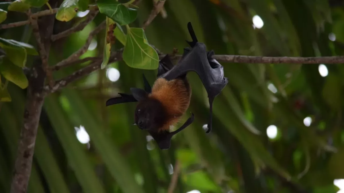 Fruit bat