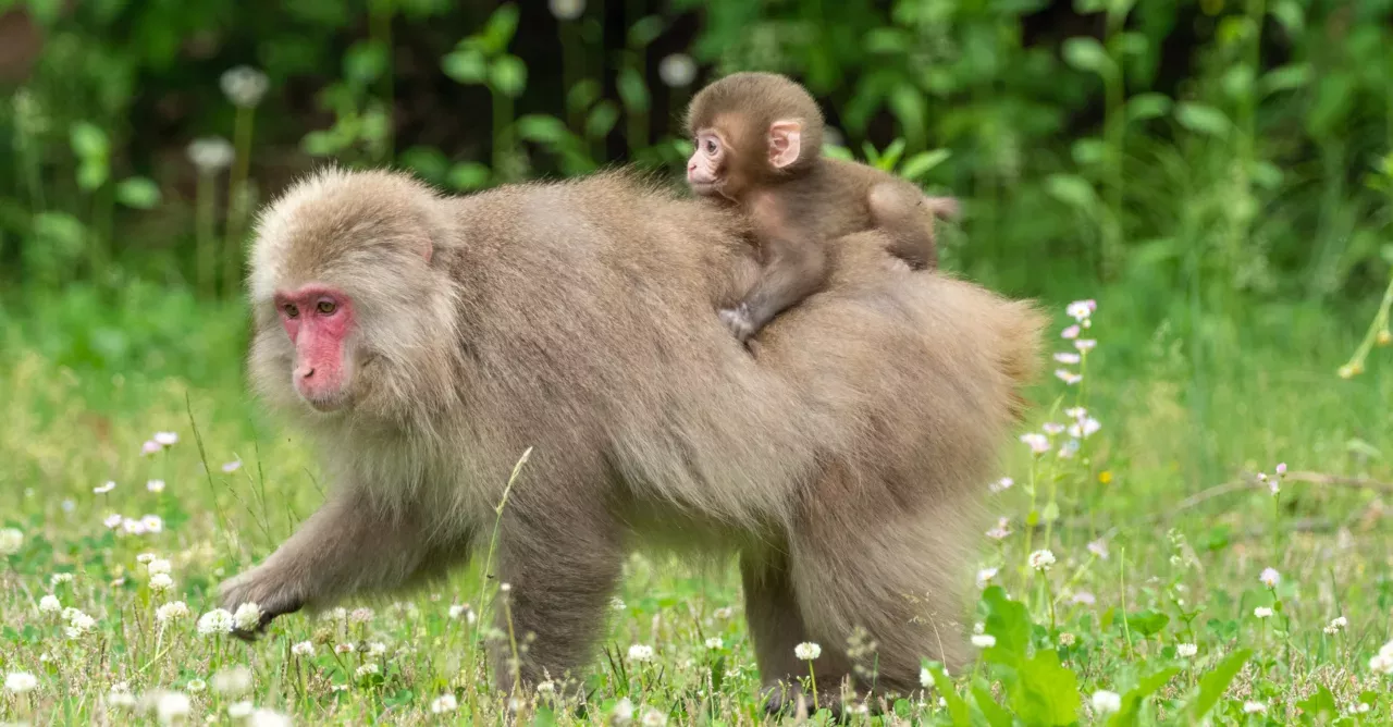 Fukushima: Wild animals have started repopulating this radioactive area (VIDEO)