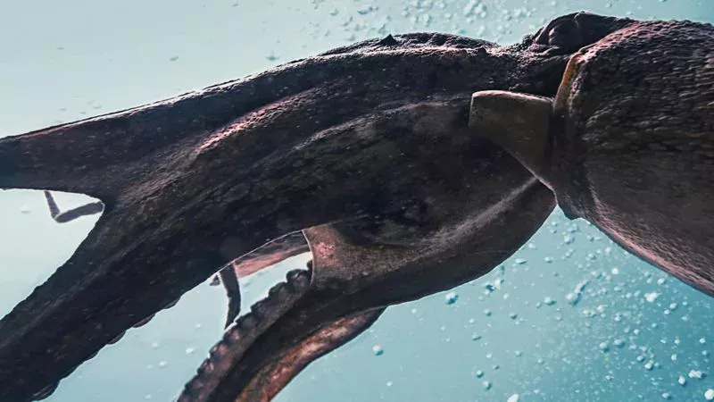 Giant Squid