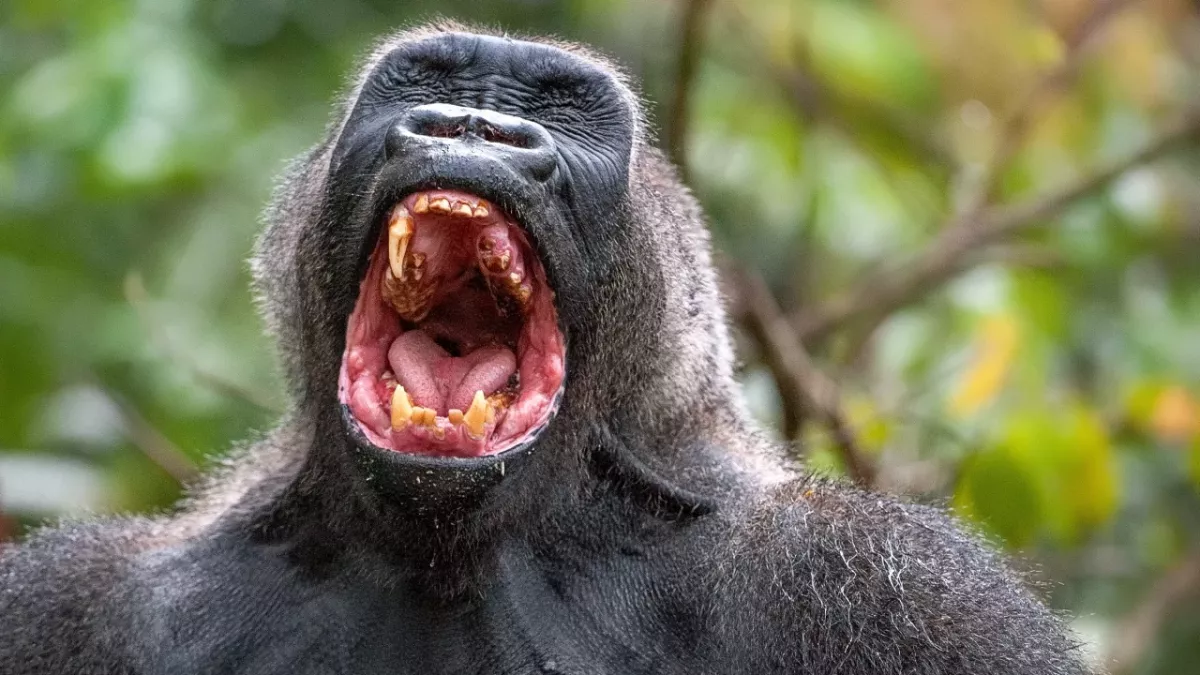 gorilla