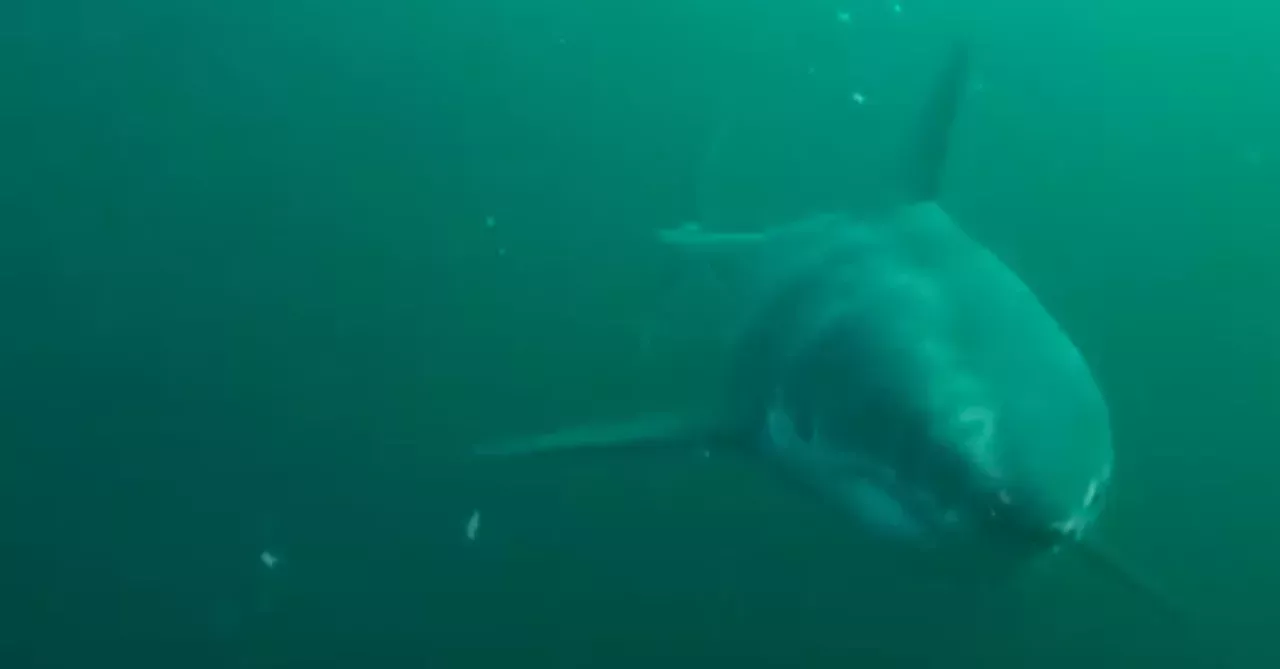 Great White Chase