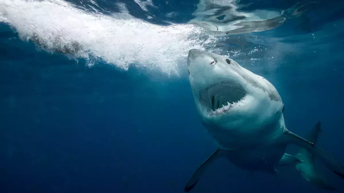 Great White Shark spotted 