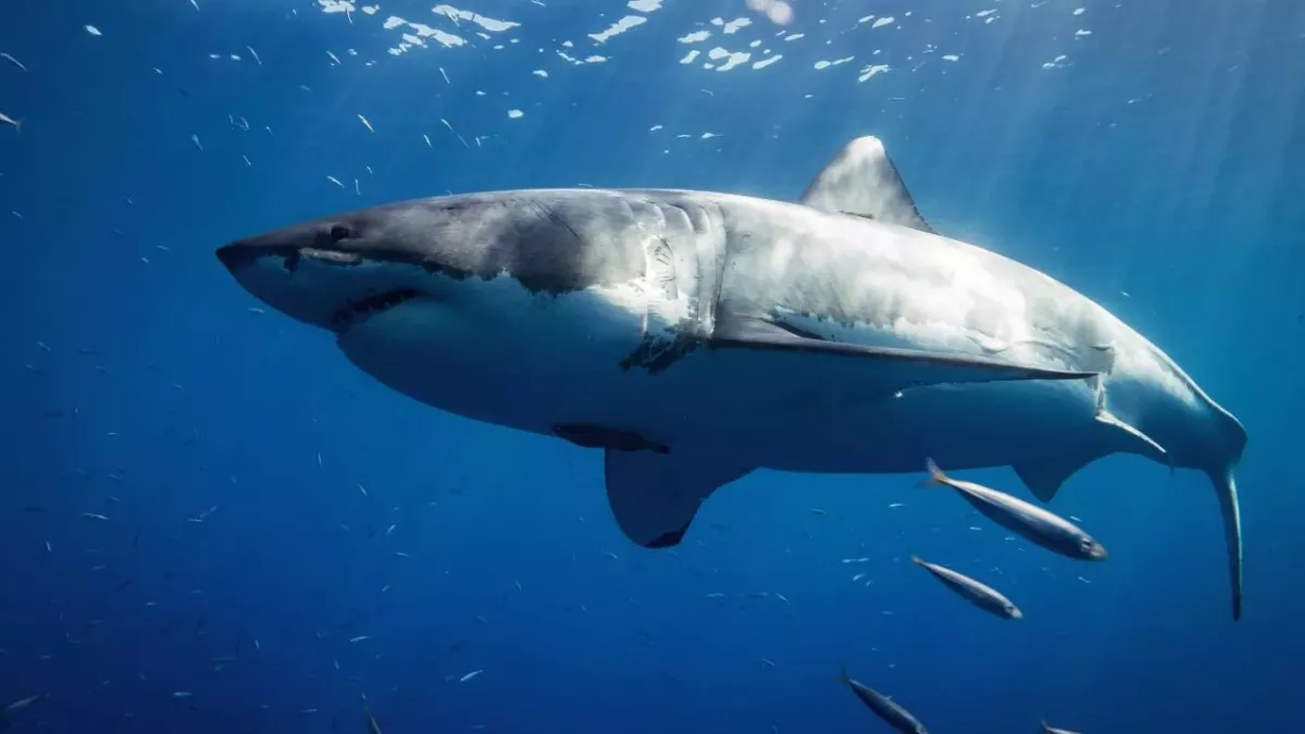 Great white shark